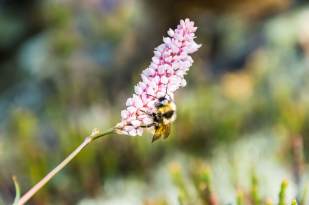 Bumblebee on a pink flower