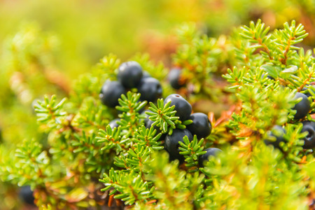 Crowberry closeupの写真素材