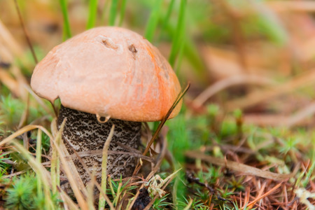 Mushroom in the grassの写真素材