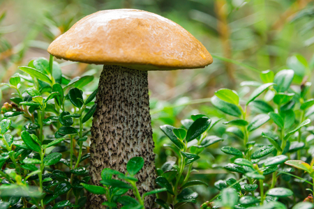 Mushroom in the grass