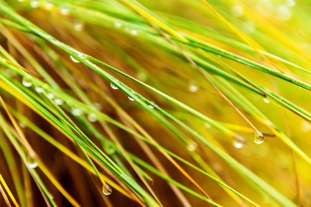 Grass in drops of water closeup
