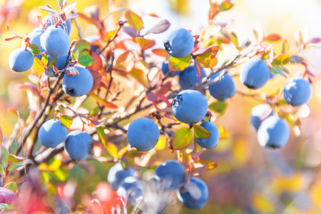 Ripe blueberries closeupの写真素材