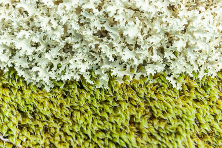 Green mossの写真素材