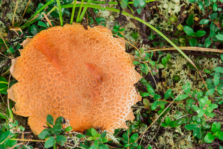 Boletus Mushroom in the grass