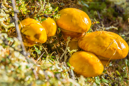 Greasers mushroom in the grass