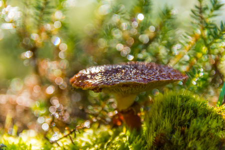 Red mushroom in the grass closeupの写真素材