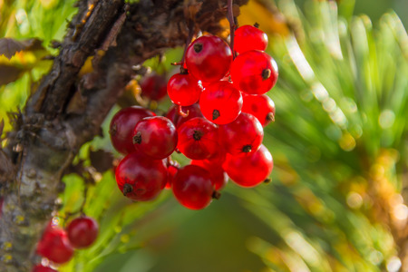 Bunch of wild red currantsの写真素材