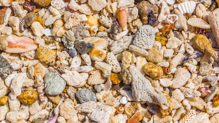 Background of shells and coral made from sea