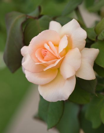 Beautiful yellow rose on the green natural background.Shallow focusの写真素材