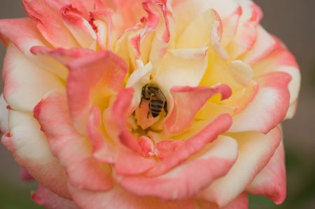 Beautiful pink rose with honey bee on the  natural backgroundの写真素材