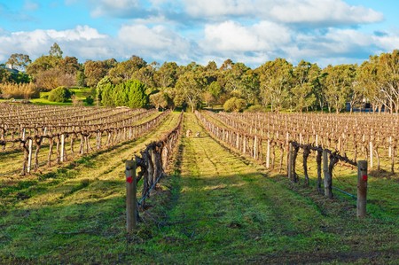 Beautiful winter vineyard in the South Australiaの写真素材
