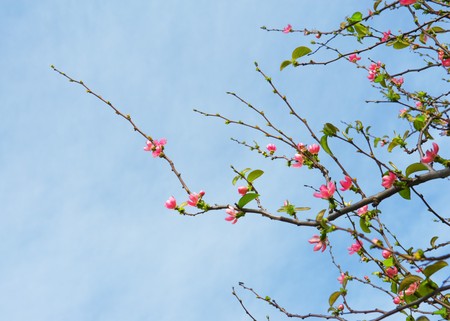 Beautiful blossoming tree in the spring parkの写真素材