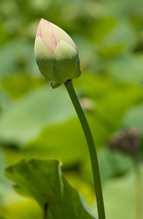 Bud of a Sacred Lotus water lily nelumbo nucifera among green leaves. simbolic of perpetual lifeの写真素材
