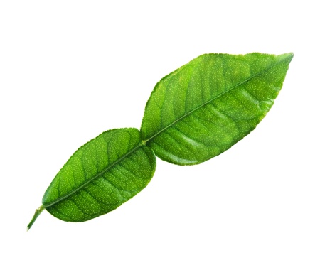 Fresh  kaffir lime  leaf  isolated on white background 