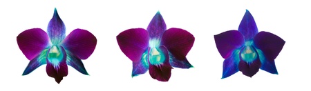 three flowers deep purple orchid isolated on a white background の写真素材