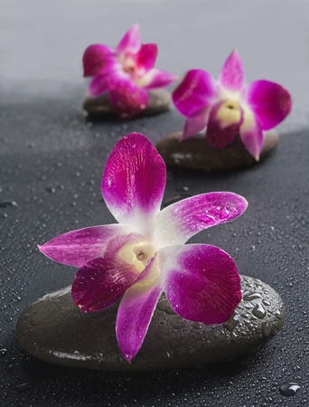 zen stones with orchid flowers on white background.Shallow DOFの写真素材