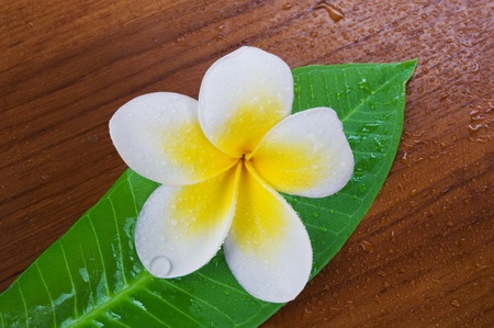 Frangipani Plumeria Spa Flower with Green Leaf on the wooden surfaceの写真素材