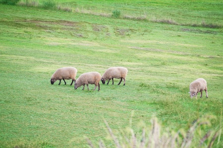 some sheeps  on a grassy field in rural South Australia