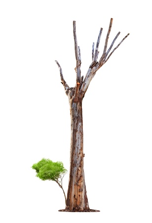 Single old and dead tree and young shoot from one root isolated on white background.Concept death and life revival.の写真素材