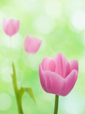 Blooming spring flowers tulips on natural background.Shallow focusの写真素材