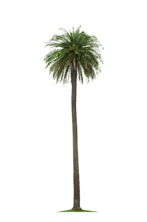 beautiful tall coconut palm tree isolated on white backgroundの写真素材