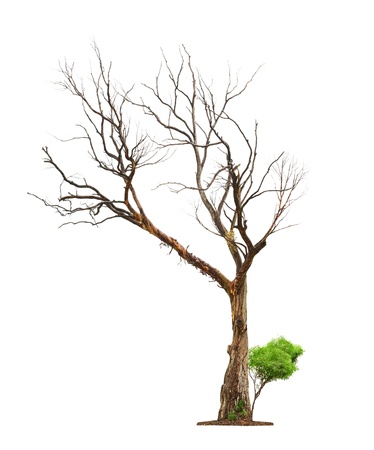 Single old and dead tree and young shoot from one root isolated on white background.Concept death and life revival.の写真素材