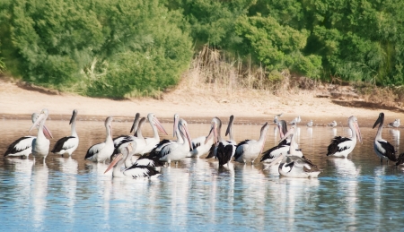 flock  of White Pelicans  on the pond of South Australia の写真素材