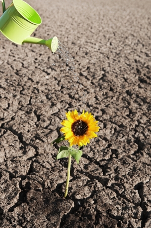 dry soil  of a barren land with single growing plant and watering canの写真素材