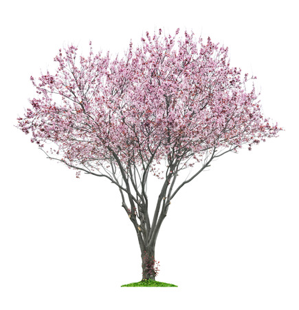 blossoming pink sacura tree isolated on white の写真素材