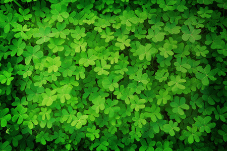 green clover background in vintage style