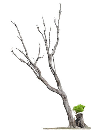 Single old and dead tree and young shoot from one root isolated on white background.Concept death and revival.の写真素材