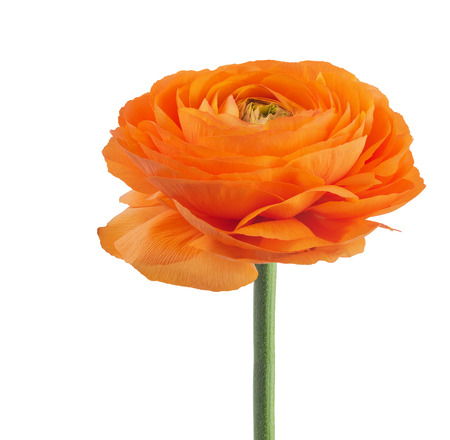 Orange ranunculus asiaticus buttercup flower isolated on white background