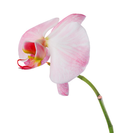 Pink orchid with streaks isolated on white backgroundの写真素材