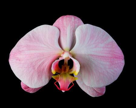 Pink orchid with streaks isolated on black backgroundの写真素材
