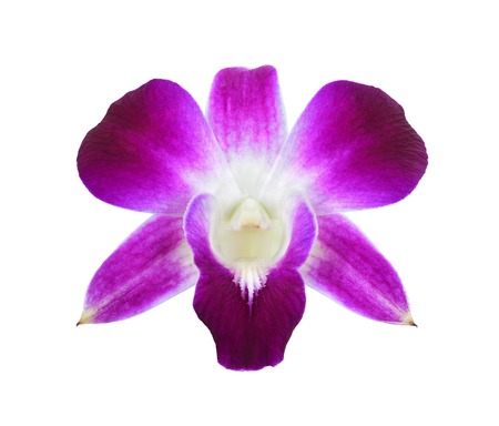 deep purple orchid isolated on a white backgroundの写真素材
