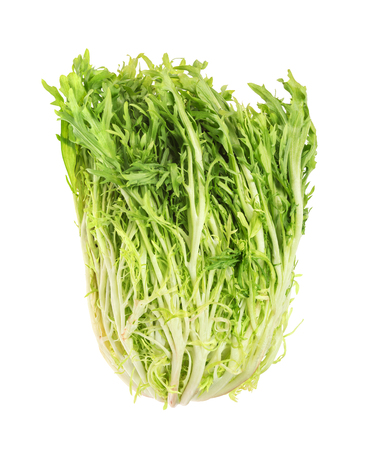 Fresh baby endive  isolated on white  backgroundの写真素材