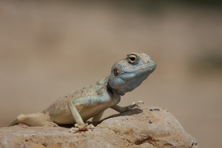 Lizard in Ein Gedi national reserve, Israel