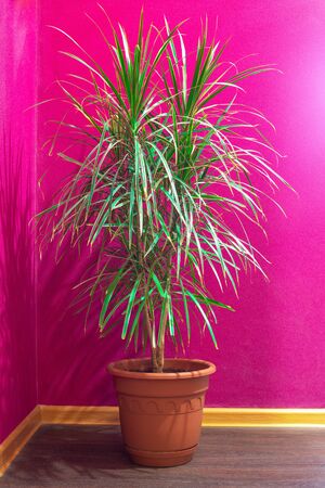 homemade palm tree dracaena in a pot against a bright red wallの写真素材