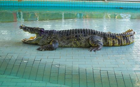 a large crocodile lies opening its mouth with sharp teeth in the pool waterの写真素材