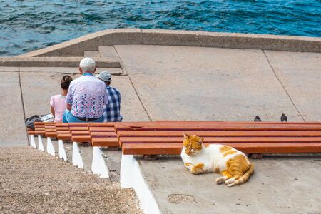 on the seafront promenade tourists are sitting on a bench and a cat lies, basking in the sunの写真素材