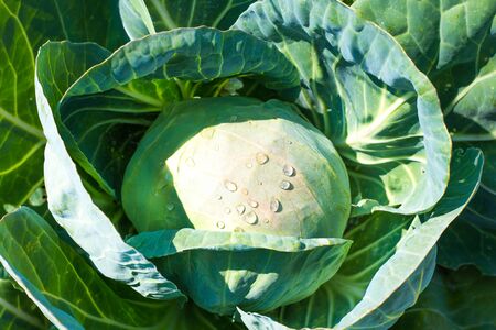 young white cabbage grows in the garden on a summer sunny dayの写真素材