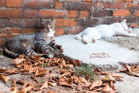 The cat was lying on a concrete surface among autumn leaves.の写真素材