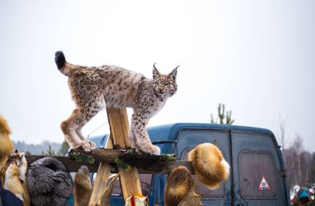 stuffed lynx outdoors in winter at the reindeer herdersの写真素材