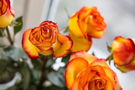 bouquet of yellow roses, holiday gift, blurred backgroundの写真素材
