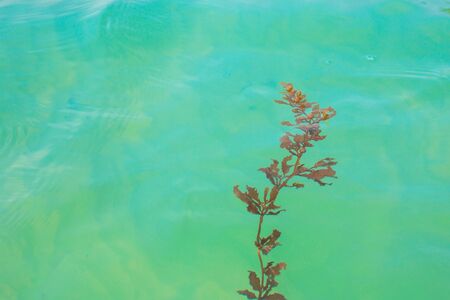 seaweed on the surface of the sea, clear clear water