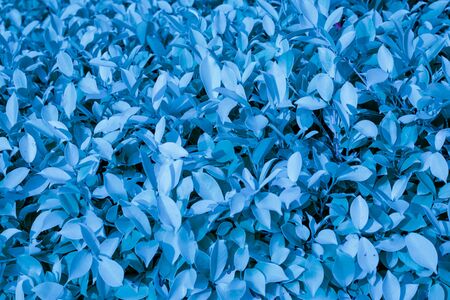 blue tinted plants background, place for textの写真素材