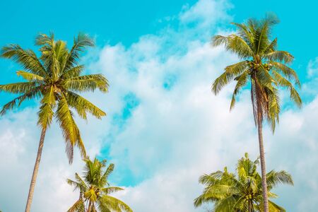 palm trees with coconuts on a background of the sky in a tropical forest, a bright sunny day in Asia