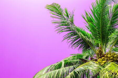 green palm tree with purple sky, place for textの写真素材