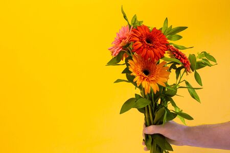 bouquet of gerberas in a man hand on a yellow background, copy space