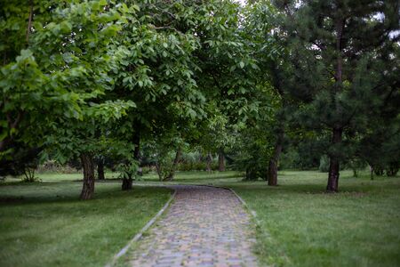 path in the park and crowns of trees in the evening, natural landscape